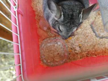 Little cute chinchilla eating food in a cage. Gray fur and black protruding eyes in the animal. Photo from above, close-up. Keeping pets. Chinchilla care in captivity. clipart