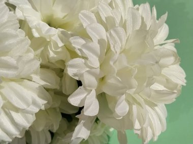 Yumuşak pastel renkte kasımpatı çiçekleri. Yeşil arka planda güzel beyaz çiçekler. Sevgililer günün kutlu olsun ya da anneler günü kartın..