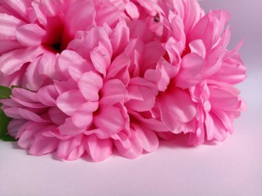 Beyaz arka planda pembe kasımpatılar. Yapay çiçekler bir buket olarak.