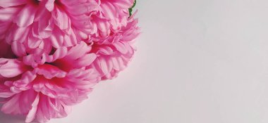 Beyaz arka planda pembe kasımpatılar. Yapay çiçekler bir buket olarak.