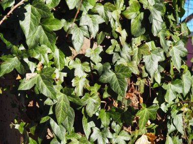 Sarmaşık ya da yabani üzüm. Süslü yeşil lianalar saplarla sarmalanmış. Parlak oyulmuş yapraklar. Çitlerin, duvarların, parkların ve çimlerin dekoratif tasarımı için Evergreen Frost dayanıklı bitki.