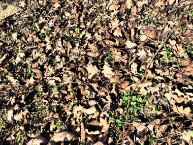 Arka plan için yerdeki kuru meşe yaprakları.