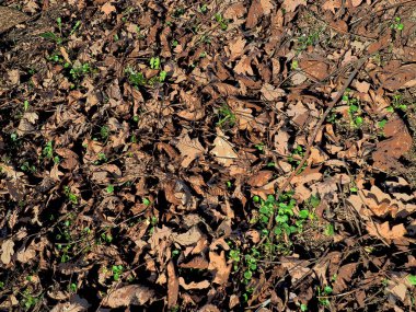 Arka plan için yerdeki kuru meşe yaprakları.