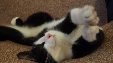 Siyah ve beyaz bir kedi aniden uyanıyor ve önce bir sarı gözüyle kameraya bakıyor, ve sonra iki gözüyle, vücudunu ve bacaklarını uzatıyor. Kahverengi bir yatak örtüsünün üzerindeki hayvan..