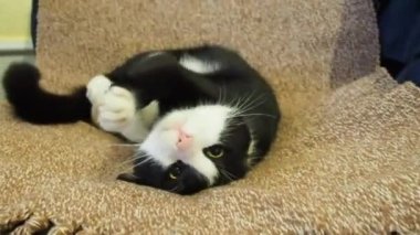 Siyah ve beyaz kedi sırt üstü uzanıyor, vücudunu ve bacaklarını esnetiyor. Büyük sarı kedi gözleri kapanıyor. Hayvan kameraya bakar ve kafasını 180 derece çevirir..