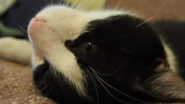 Gul-gröna ögon av en svart-vit katt som ligger på en brun matta. Ångestfylld eller arg djurblick. Sovande och uppvaknande katt — Stockvideo