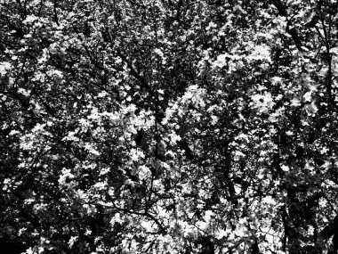 Beyaz çiçeklerle açan bir ağaç. Çiçek açan kiraz, elma, erik ya da tatlı kiraz. Narin beyaz yapraklar. Kartpostal Bahar günü için tebrikler, anneler günün kutlu olsun. Siyah beyaz fotoğraf