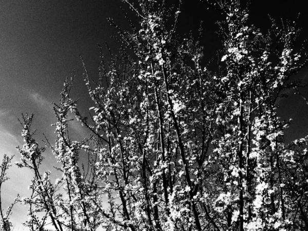 A tree blooming with white flowers. Cherry, apple, plum or sweet cherry in a flowering state. Delicate white petals. Postcard. Congratulations on the day of spring, happy mothers day. Black and white photo