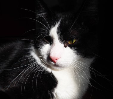 Siyah arka planda sarı gözlü, uzun beyaz bıyıklı kızgın ya da hoşnutsuz siyah beyaz kedi..