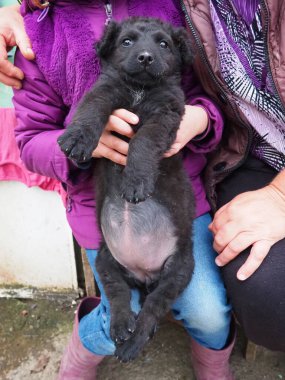 İnsanlar kollarında siyah bir köpek yavrusu tutuyor. Köpekli kız. Koca göbekli şişko köpek yavrusu. Mutlu kırsal yaşam. Kırsal çocukluk
