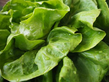 Marul ekiyorum. Asteraceae familyasının yıllık marul bitkisi. Lezzetli tahkim edilmiş yapraklar. Yeşil salata veya meze. Sağlıklı beslenmek için taze bitkiler. Yaprak marul ya da baş marul.