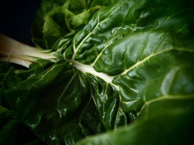 Mangold Beta vulgaris. Bienal bitki, pancarın bir alt türü. Güçlendirilmiş yeşil marul yaprakları. Vejetaryen ya da sağlıklı yiyecekler. Pazı yıkadım. Organik bir çiftlikten taze toplanmış İsviçre pazarı.