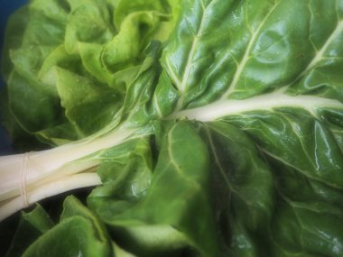 Mangold Beta vulgaris. Bienal bitki, pancarın bir alt türü. Güçlendirilmiş yeşil marul yaprakları. Vejetaryen ya da sağlıklı yiyecekler. Pazı yıkadım. Organik bir çiftlikten taze toplanmış İsviçre pazarı.