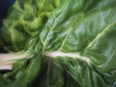 Mangold Beta vulgaris. Bienal bitki, pancarın bir alt türü. Güçlendirilmiş yeşil marul yaprakları. Vejetaryen ya da sağlıklı yiyecekler. Pazı yıkadım. Organik bir çiftlikten taze toplanmış İsviçre pazarı.