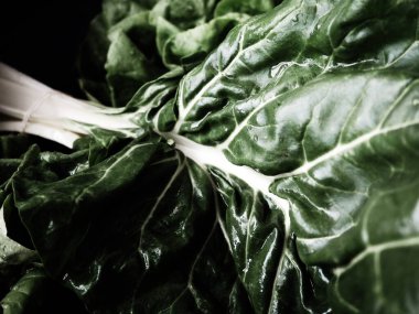 Mangold Beta vulgaris. Bienal bitki, pancarın bir alt türü. Güçlendirilmiş yeşil marul yaprakları. Vejetaryen ya da sağlıklı yiyecekler. Pazı yıkadım. Organik bir çiftlikten taze toplanmış İsviçre pazarı.