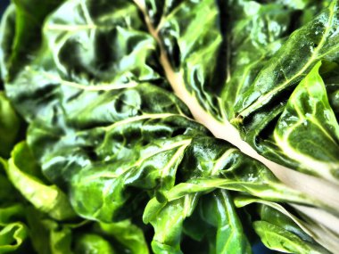 Mangold Beta vulgaris. Bienal bitki, pancarın bir alt türü. Güçlendirilmiş yeşil marul yaprakları. Vejetaryen ya da sağlıklı yiyecekler. Pazı yıkadım. Organik bir çiftlikten taze toplanmış İsviçre pazarı.