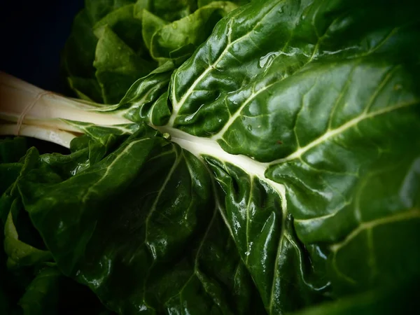 Mangold Beta vulgaris. Bienal bitki, pancarın bir alt türü. Güçlendirilmiş yeşil marul yaprakları. Vejetaryen ya da sağlıklı yiyecekler. Pazı yıkadım. Organik bir çiftlikten taze toplanmış İsviçre pazarı.