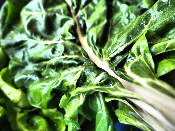 Mangold Beta vulgaris. Bienal bitki, pancarın bir alt türü. Güçlendirilmiş yeşil marul yaprakları. Vejetaryen ya da sağlıklı yiyecekler. Pazı yıkadım. Organik bir çiftlikten taze toplanmış İsviçre pazarı.