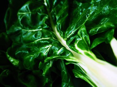 Mangold Beta vulgaris. Bienal bitki, pancarın bir alt türü. Güçlendirilmiş yeşil marul yaprakları. Vejetaryen ya da sağlıklı yiyecekler. Pazı yıkadım. Organik bir çiftlikten taze toplanmış İsviçre pazarı.