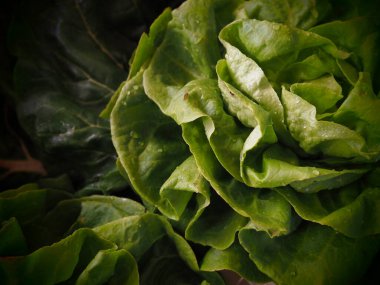 Yeşil marul, İsviçre pazısı ve ıspanak. Taze yeşil marul yaprakları. Vejetaryen ya da sağlıklı yiyecekler. Yeşil sebzeleri yıkadım. Salatalar ve mezeler için taze yapraklar. Bitki temelli diyet yiyecekler..