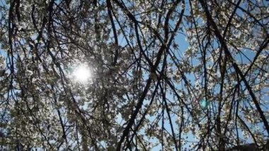 Beyaz çiçeklerle açan bir ağaç. Kiraz, elma, erik, kayısı, şeftali ya da çiçek açmış tatlı kiraz. Narin beyaz yapraklar. Dallar rüzgarda sallanıyor. Güneş ışınları yaprakların ve çiçeklerin arasından parlıyor..