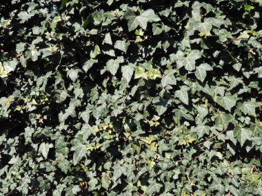 Yaygın sarmaşık ya da sarmaşık sarmaşığı. Her zaman yeşil olan bir tırmanma çalısı, kendini enayi gibi kökleriyle nesnelere bağlayan bir tırmanma bitkisi. Dikey bahçe çitleri, duvarlar. Parkların ve bahçelerin dizaynı.