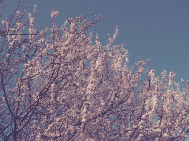 Beyaz çiçeklerle açan bir ağaç. Çiçek açan kiraz, elma, erik ya da tatlı kiraz. Narin beyaz yapraklar. Kartpostal Bahar günü için tebrikler, anneler günün kutlu olsun. Yumuşak odak