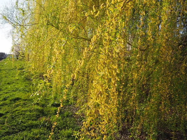 Weeping willow tree in the public park. Cascading long branches of a willow with yellow - green flowers. Blooming willow in the Spring. Blue skies and sunny weather.