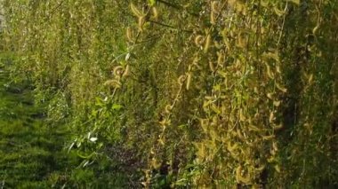 Halk parkında ağlayan söğüt ağacı. Sarılı söğüdün uzun dalları, yeşil çiçekler. Rüzgarda sallanan dallar. İlkbaharda çiçek açan söğüt ağacı. Mavi gökyüzü. Balkan doğası