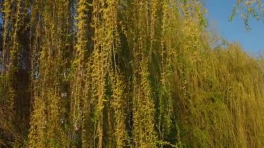 Halk parkında ağlayan söğüt ağacı. Sarılı söğüdün uzun dalları, yeşil çiçekler. Rüzgarda sallanan dallar. İlkbaharda çiçek açan söğüt ağacı. Mavi gökyüzü. Balkan doğası
