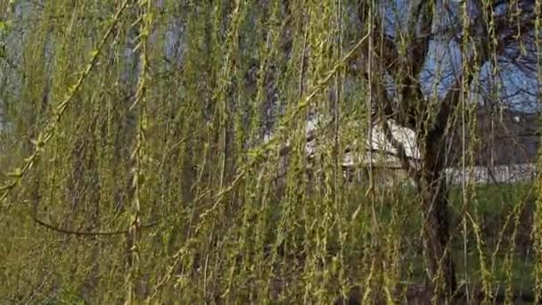 公園で柳の木を刈る。黄色-緑色の花を持つ柳の長い枝をカスケード接続します。風に揺れる枝。春に柳を咲かせます。青い空だ。バルカン自然 — ストック動画