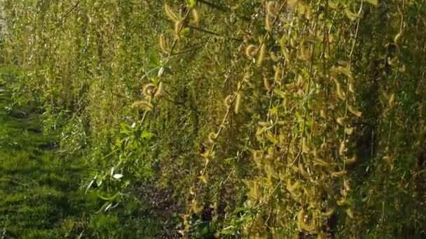 Sauce llorón en el parque público. Las ramas largas que caen en cascada del sauce con amarillo - las flores verdes. Ramas balanceándose en el viento. Sauce floreciente en la primavera. Cielos azules. Naturaleza balcánica — Vídeo de stock