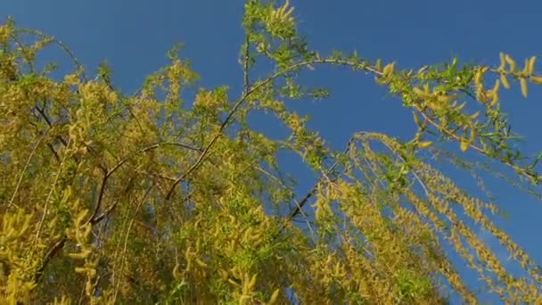 Salice piangente nel parco pubblico. Rami lunghi a cascata di un salice con fiori gialli - verdi. Rami ondeggianti nel vento. Salice fiorito in primavera. Cielo blu e tempo soleggiato — Video Stock