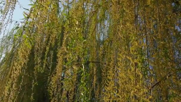 Плачущая ива в общественном парке. Каскадные длинные ветви ивы с желтыми - зелеными цветами. Ветви качаются на ветру. Цветущая ива весной. Голубое небо и солнечная погода — стоковое видео