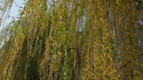 Sauce llorón en el parque público. Las ramas largas que caen en cascada del sauce con amarillo - las flores verdes. Ramas balanceándose en el viento. Sauce floreciente en la primavera. Cielos azules y clima soleado — Vídeo de stock