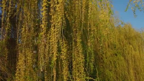 Huilende wilgenboom in het publieke park. Cascades lange takken van een wilg met gele - groene bloemen. Takken zwaaiend in de wind. Bloeiende wilg in het voorjaar. Blauwe luchten. Balkannatuur — Stockvideo