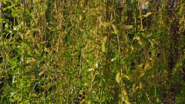 Salice piangente nel parco pubblico. Rami lunghi a cascata di un salice con fiori gialli - verdi. Rami ondeggianti nel vento. Salice fiorito in primavera. Cielo blu e tempo soleggiato — Video Stock