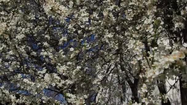 Un árbol floreciendo con flores blancas. Las abejas polinizadoras sobrevuelan las flores. Cereza, manzana, ciruela o cereza dulce en estado de floración. Delicados pétalos blancos. Clima soleado. Las ramas se balancean en el viento — Vídeo de stock