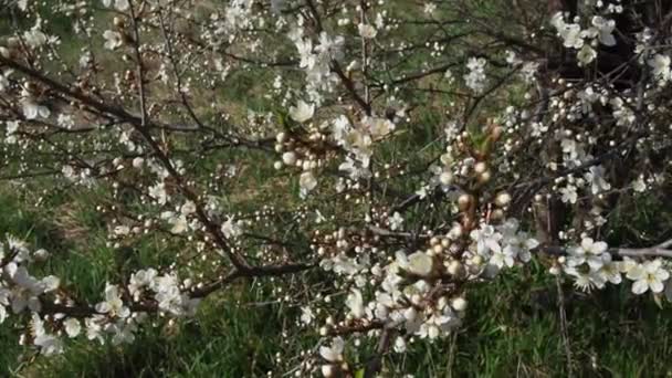 Egy fa virágzik fehér virágokkal a kék égen. Cseresznye, alma, szilva vagy cseresznye virágzó állapotban. Tavasszal süt a nap. A fa ágai ringatóznak a szélben. Tavasszal gyümölcsöskert. Mezőgazdaság. — Stock videók