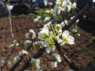 Elma ağacında beyaz güzel çiçekler. Bahçede bahar çiçekleri. Arka planda bir sebze bahçesi ya da tarım arazisi var. Tarım. Yakın plan, çiçek yaprakları ve erkek çiçekleri..