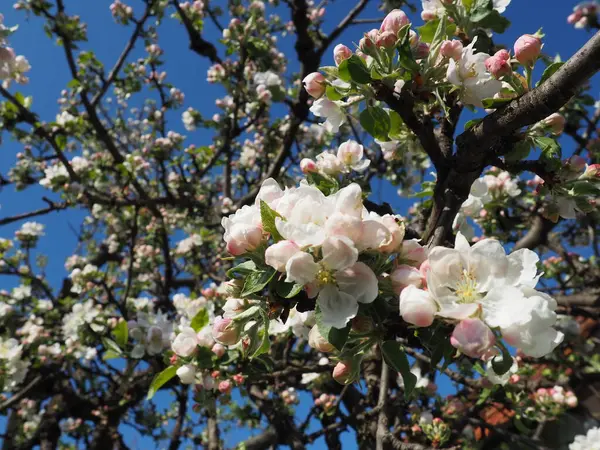 Kwitnące Kwiaty Jabłoni Jabłoń Rozkwicie Białe Różowe Piękne Kwiaty Gałęziach — Zdjęcie stockowe