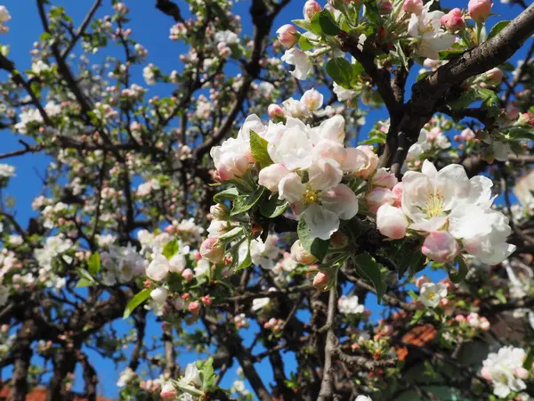 Kwitnące Kwiaty Jabłoni Jabłoń Rozkwicie Białe Różowe Piękne Kwiaty Gałęziach — Zdjęcie stockowe