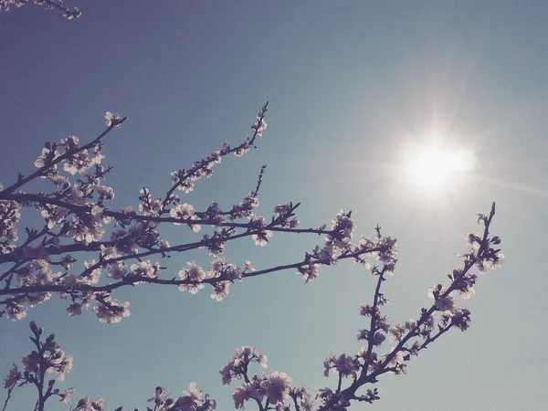 Flores Nos Ramos Contra Fundo Céu Sol Estilo Retrô Lindas — Fotografia de Stock