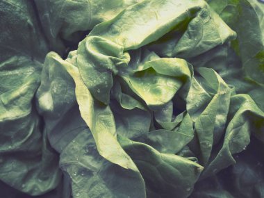 Marul. Asteraceae familyasının yıllık marul bitkisi. Lezzetli tahkim edilmiş yapraklar. Yeşil salata veya meze. Sağlıklı beslenmek için taze bitkiler..