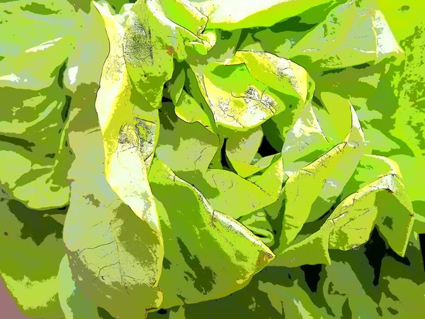 Lechuga Hierba Anual Del Género Lechuga Familia Asteraceae Deliciosas Hojas —  Fotos de Stock