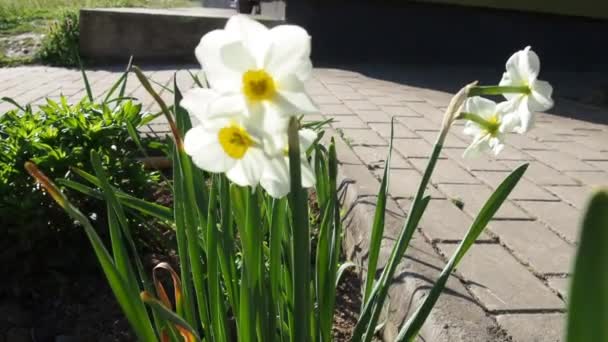 Daffodils sway in the wind. Beautiful flowers in the garden in spring. White flowers with a yellow center. White petals, yellow pistils and stamens. Decoration of flower beds, lawns, gardens. — Stock Video