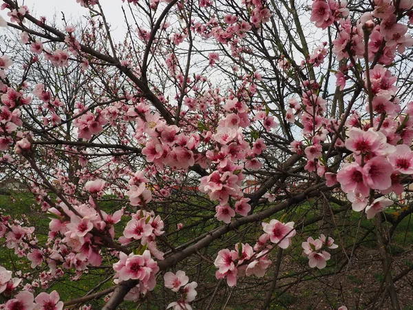 Flores Cor Rosa Árvore Linda Floração Selvagem Jardim Primavera Cereja — Fotografia de Stock