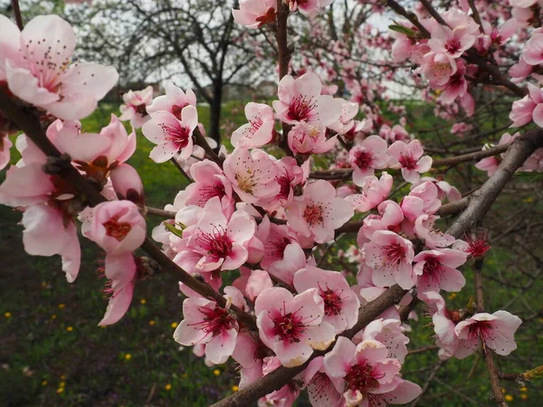 Flores Cor Rosa Árvore Linda Floração Selvagem Jardim Primavera Cereja — Fotografia de Stock