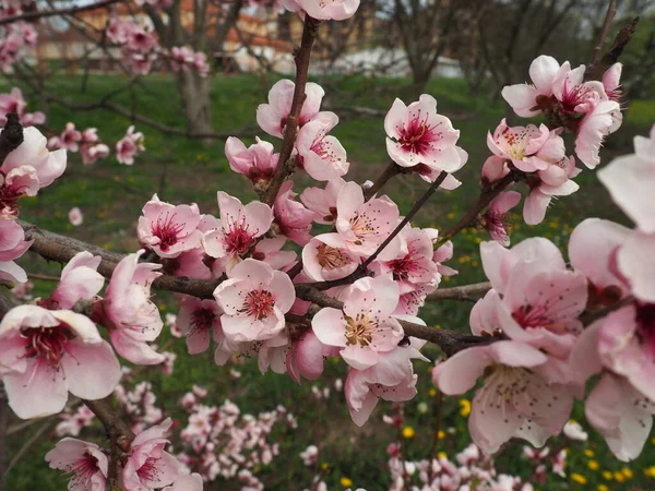 Flores Cor Rosa Árvore Linda Floração Selvagem Jardim Primavera Cereja — Fotografia de Stock