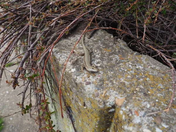 Lagarto Numa Pedra Pequeno Lagarto Marrom Congelou Superfície Pedra Parapeito — Fotografia de Stock